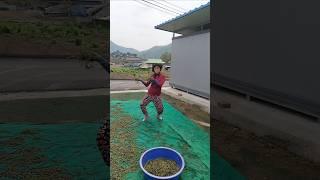 명품 고사리 만들기 #고사리 #춤추는농사꾼  #들깨아줌마 #최강동안농장