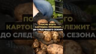 После этого картошка пролежит до следующего сезона #огород #сад #дача