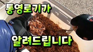 [통영로기] 270회 이것만 알면 카고낚시 승률UP  ( 영상 클릭하면 이득 )