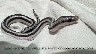 Voodoo Magic Boas: Talkin' Rosy  Boas !  Aaron and Susan Houts discuss these little boa buddies!