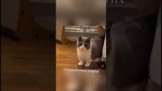 Drifting pets  episode 167 #shorts #short #animals #drift #dog #cat #comedy