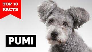 Pumi - Top 10 Facts