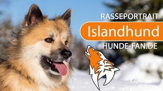 ► Icelandic Sheepdog [2021] History, Appearance, Temperament, Training, Exercise, Care & Health