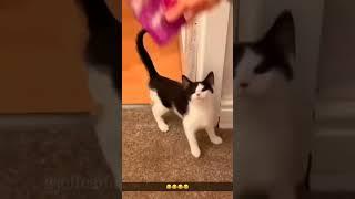 Lmao #shortvideo #funny #funnyanimals #cat #funnypetslife #funnycats #pets