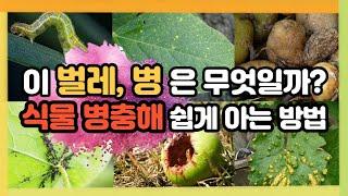 식물 병해충 쉽게 아는 방법 #국가농작물병해충관리시스템 #NCPMS