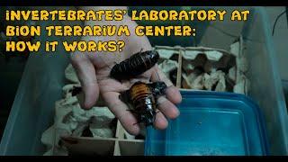 INVERTEBRATES' LABORATORY AT BION TERRARIUM CENTER: HOW IT WORKS?