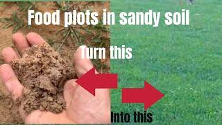 The best food plot seed for sandy soil.