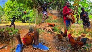 CRAZY RUNNING BREATHLESS WILD ROOSTER HUNT EPIC CATCH COOK