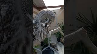 Great Grey Owl hooting deep calls #shorts #birds #owl #song