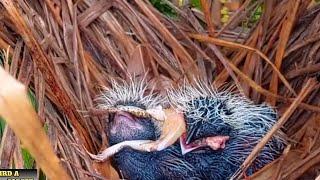 baby birds fighting for food in the nest @birdAforest