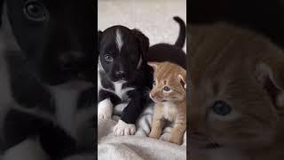 Cute Kitten and Puppy #kitten #cat #puppydog #petslover #pets #shorts #animals