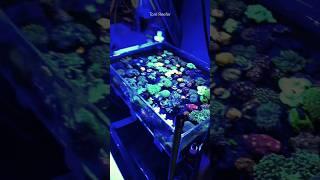 Reef Tank (PICK THE RIGHT CORALS) #saltwatertank #reeftank #coraltank