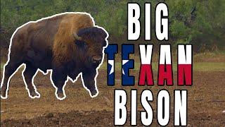 Hunting Bison In TEXAS with an AIRRIFLE!