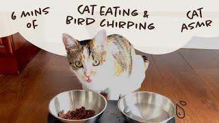 6-min Cat Eating & Birds Chirping ASMR Video - Cat TV | 10 months old Norwegian Forest Cat