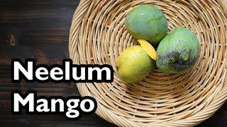 Truly Tropical Mango Varieties- ‘Neelum’