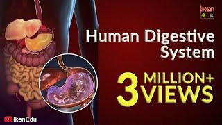 Learn About Human Digestive System | Animation- Part 1| iKen | iKen Edu | iKen App