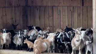 Goats really hate the rain!