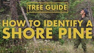 Shore Pine - How to Identify Them!  || Nerdy About Nature Tree Guide