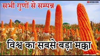 विश्व का सबसे बड़ा मक्का NSMH 9140 | WORLD'S LARGEST CORN NSMH 9140 | VISHY KA SABSE BADA MAKKA 9140