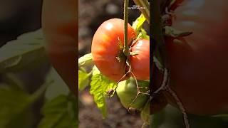 Santiam Correctional Institute has a program that’s teaching inmates how to grow their own food.