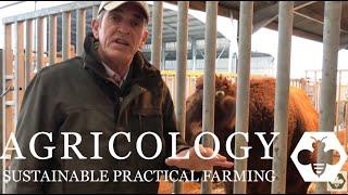 Choosing A Bull - Agricology Vlog Dec 18