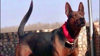 Stormy female Chinese Red dog foundation protection training