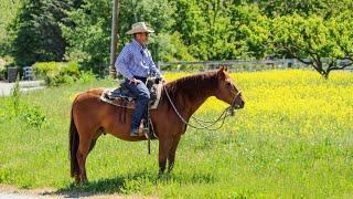 Teaching Your Horse to Trail Ride