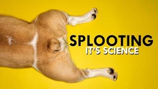 Splooting: The Science Of Staying Cool 