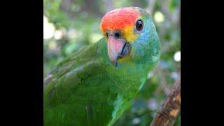 Wildlife in a Changed World -- Parrot Conservation in Crisis