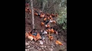 Chicken Stampede: Hillside Havoc #Shorts