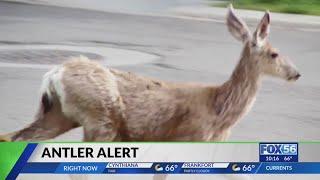 Kentucky State Police issue warning about deer