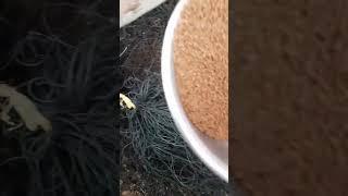 Nghe lươn ăn. Cỡ lươn: 300c/kg 3.3k/con, 500c 3k/con, 1000c/kg 2.5k/con. ĐT: 0907666210