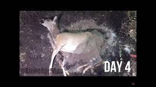 120hr Time Lapse of Dear Decomposing || Time Lapse Daily