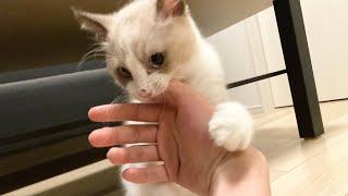 飼い主が寝たと勘違いして腕にかみつく子猫【ラグドール】