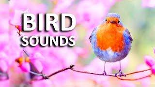 Natural Bird Sounds | Sounds of Birds Singing in the Morning HD