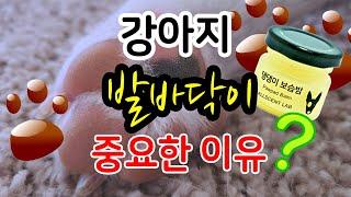 강아지 발바닥 관리가 중요한 이유 - 보습 [반려동물 정보]