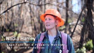 From the Ashes, a New Forest Rises - Recovery at San Vicente Redwoods