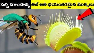 Amazing Carnivorous Plants in Telugu | Unknown Facts About Carnivorous Plants | Love Nature |Telugu