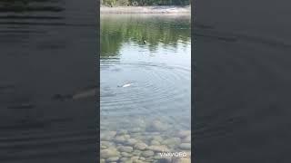 Fish hunting||at river indus swabi ||#shortvideo