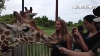 Pioneer Press copy-editing interns on their last day together in Minnesota, @mnzoo.