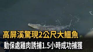 高屏溪有鱷魚！ 動保處以雞肉當誘餌 耗時1.5小時成功捕獲－民視新聞