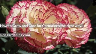 Unbelievable Carnation Secrets - Growing Tips You Must Try Now!