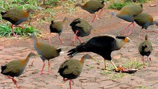 AVES por todo lado | Inacreditável a diversidade de pássaros | pica-pau, rolinha, canário...