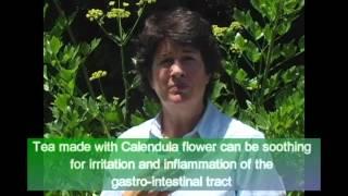 Calendula: How to Harvest and Use - Millcreek Herbs