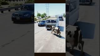 COW Accident  #cow #cowsong#trending #shorts #slowedandreverb #music