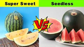 The Most Expensive & Rare Watermelons In Japan | Black Jack & Golden Watermelon Are Delicious?(金色羅王）