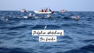 SRI LANKA | Dolphin Watching  | Where to find dolphins in Sri Lanka?