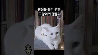 집사를 사랑한다는 증거 #shorts  #고양이애교소리