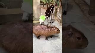 Funny Capybara #funny #funnyanimal #petsrule #pets #capybara #capybaraworld #funnyvideo #cute