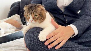 珍しくスーツで出社したおっさんに甘える親子猫がこちらです。